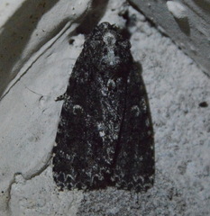 Acronicta afflicta
