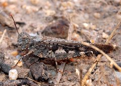 Austroicetes