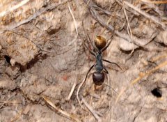 Camponotus suffusus