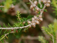Melaleuca lanceolata