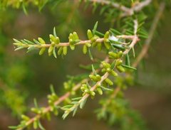 Melaleuca lanceolata