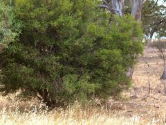 Melaleuca lanceolata