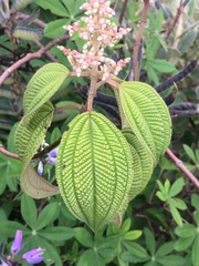 Miconieae
