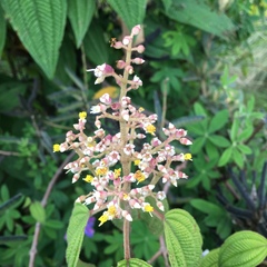 Miconieae