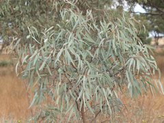Eucalyptus largiflorens
