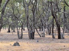 Eucalyptus largiflorens