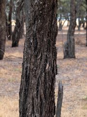 Eucalyptus largiflorens