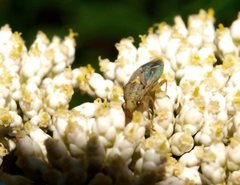 Germalus victoriae