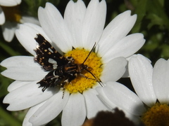 Thyris usitata