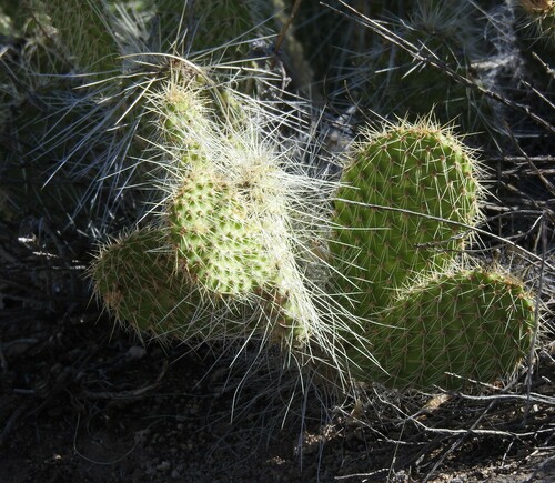 Image of Opuntia trichophora by (c) saltyhiker, some rights reserved (CC BY)