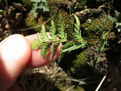 Myriopteris wrightii