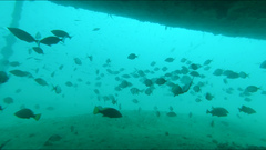 Umbrina canariensis
