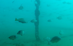 Umbrina canariensis