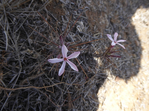 Image of Pachypodium succulentum by (c) Hlengiwe Mtshali, some rights reserved (CC BY-SA)