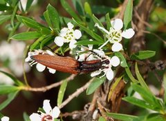 Elatichrosis trisulcatus