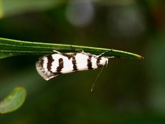 Philobota impletella