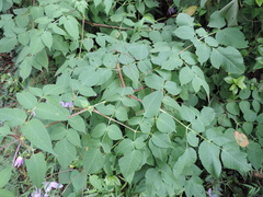 Dahlia imperialis image