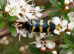 Castiarina rectifasciata