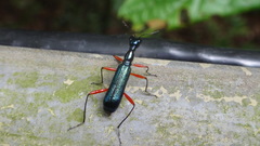 Neocollyris