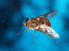 Scaptia abdominalis