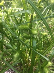 Carex lurida