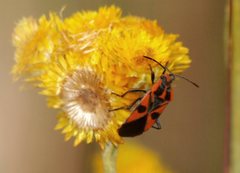 Spilostethus pacificus