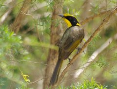 Lichenostomus melanops