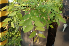 Phyllanthus reticulatus reticulatus