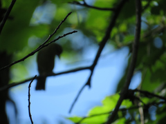 Vireo olivaceus