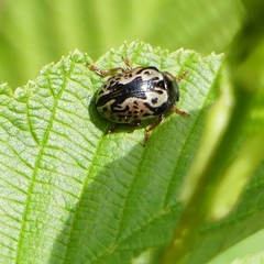 Calligrapha confluens