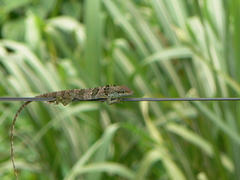 Anolis fraseri