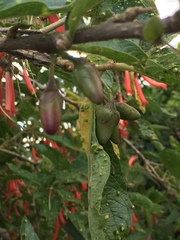 Iochroma fuchsioides