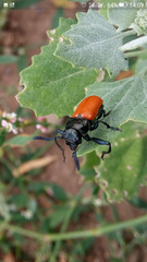 Labidostomis taxicornis