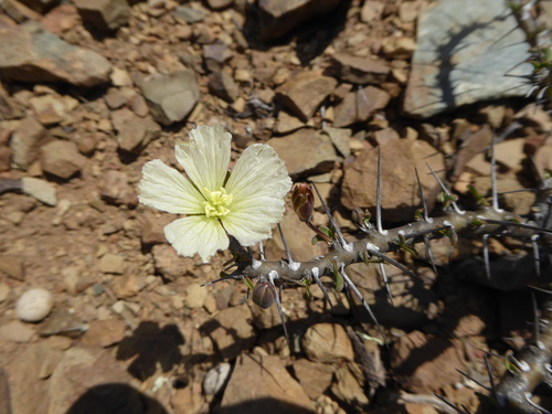 Image of Monsonia camdeboensis by (c) Hlengiwe Mtshali, some rights reserved (CC BY-SA)