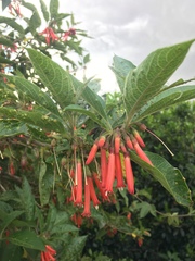 Iochroma fuchsioides