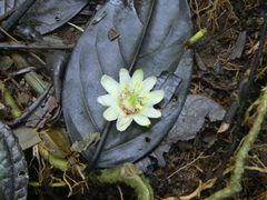 Apodae