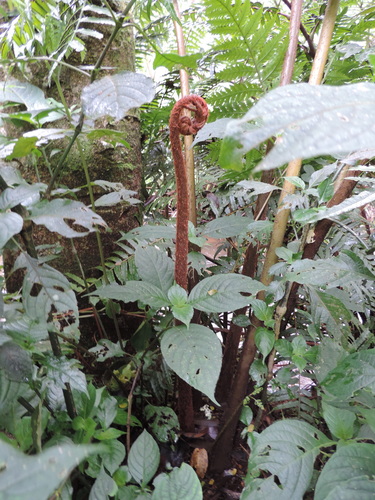 Ptisana salicifolia image