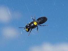 Hylaeus honestus