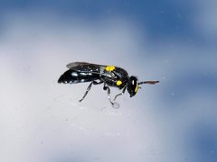 Hylaeus honestus