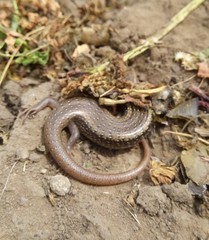 Chalcides