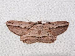 Euphronarcha luxaria