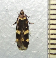 Oegoconia novimundi