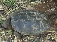 Chelydra serpentina