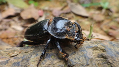 Trichogomphus mongol