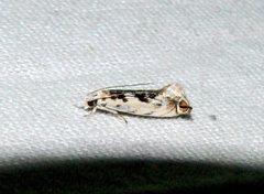 Erechthias mystacinella