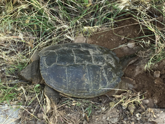 Chelydra serpentina