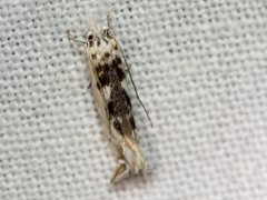 Erechthias mystacinella