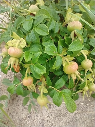 Raukšlėtalapis erškėtis nuotrauka