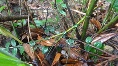 Phraortes stomphax