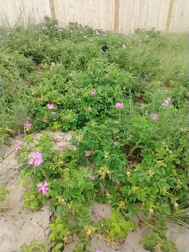 Rosa rugosa